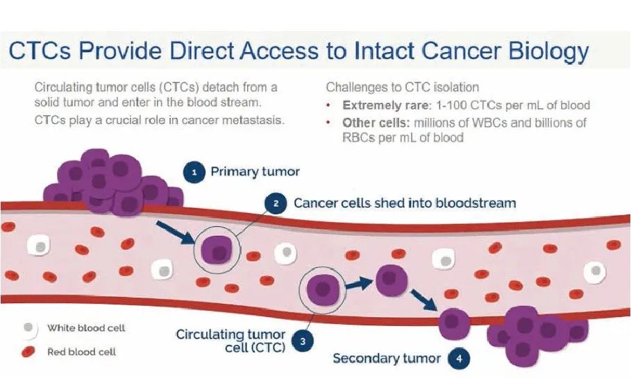 循环肿瘤细胞CTC
