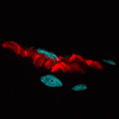 CF594-aBTX-DAPI-cyan-400x400