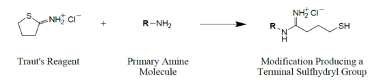 Traut’sReagent