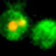 30061-CF488A-Annexin-and-PI-110x110