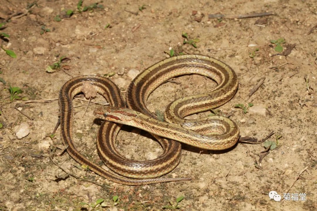 河南毒蛇图片