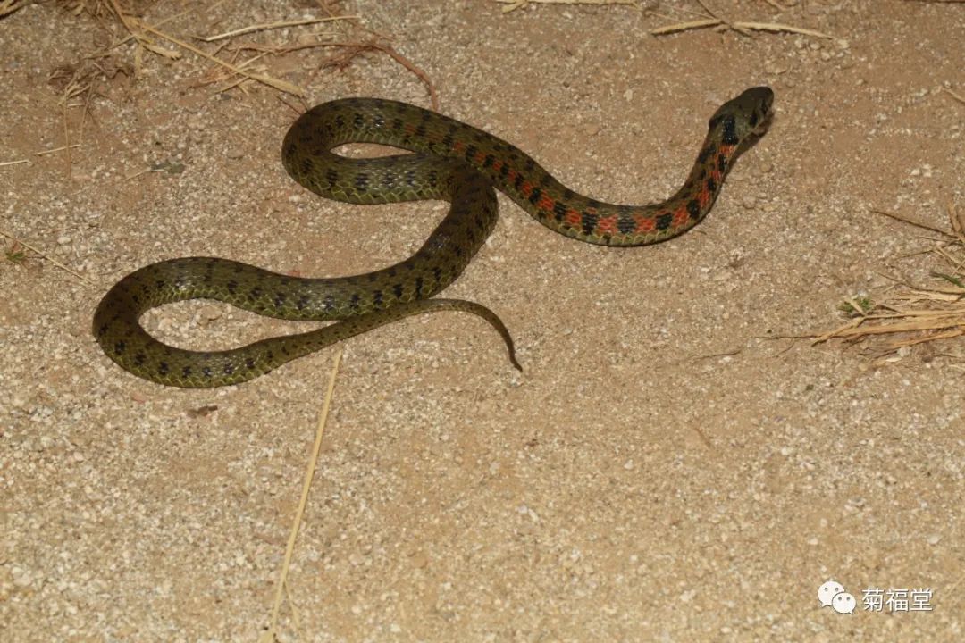 北方颈槽蛇图片