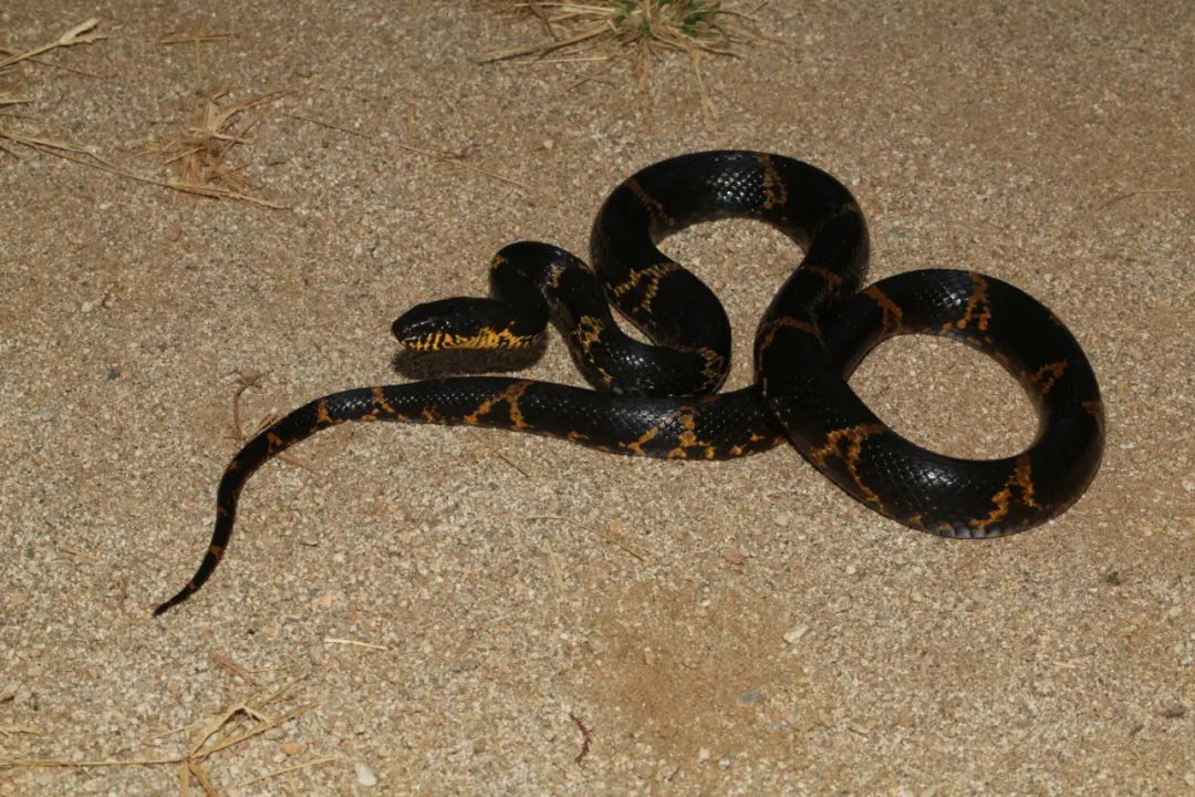 棕黑锦蛇成体图片