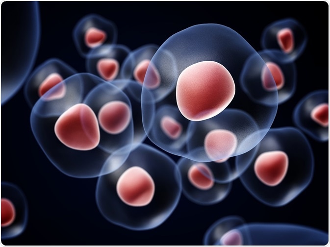 为什么CAR-T细胞抗白细胞的活性可以维持10年？