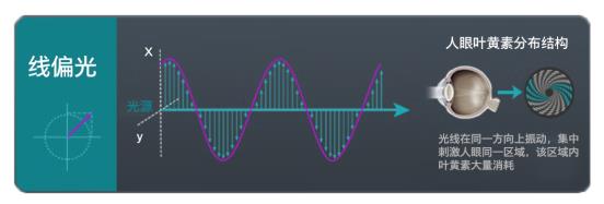线偏光1
