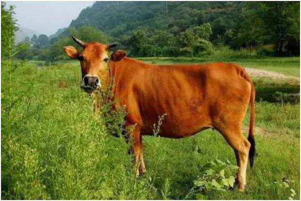 南阳黄牛品种图片