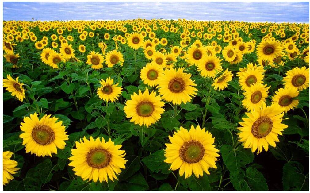 太阳花的种植方法以及冬季养护