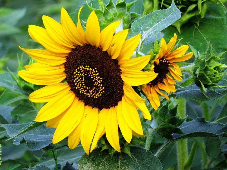 太阳花的种植方法以及冬季养护