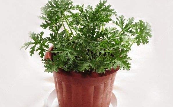 驱蚊草的养殖方法