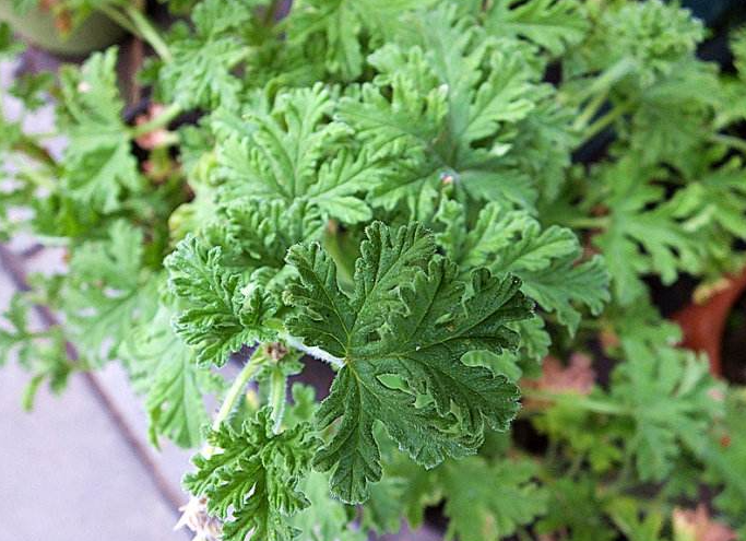驱蚊草有哪几种?驱蚊草哪种最好最有效?