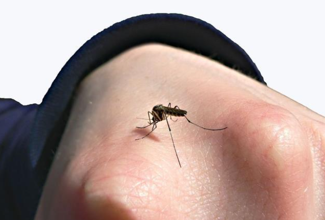 家庭殺蚊子最好的方法是什么？這樣做才能沒蚊子！