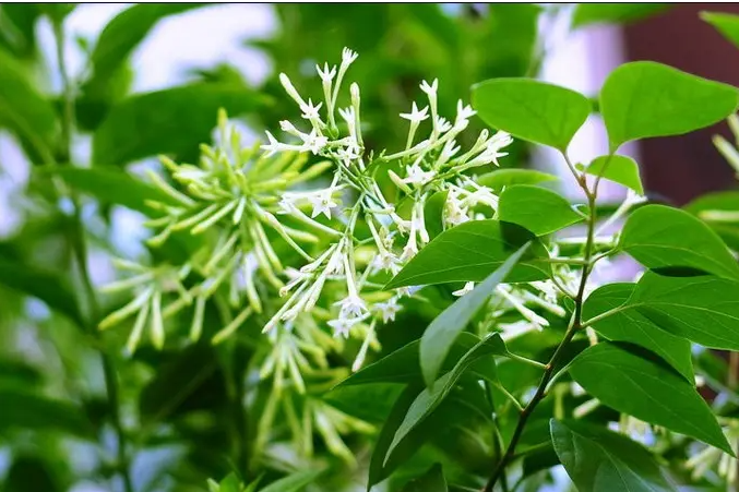 花園里種什么樣的植物好看又能驅蚊呢？推薦這五種！