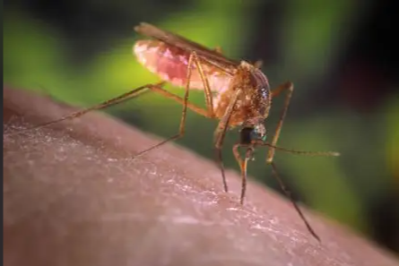 日常生活中常見的其他蚊子種類，你認識幾個？