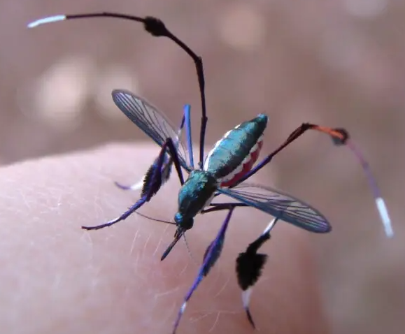 日常生活中常见的其他蚊子种类，你认识几个？