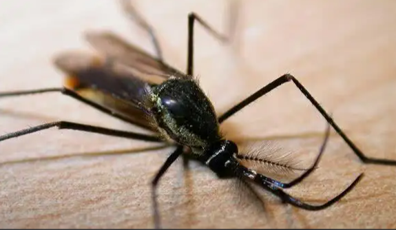 日常生活中常見的其他蚊子種類，你認識幾個？