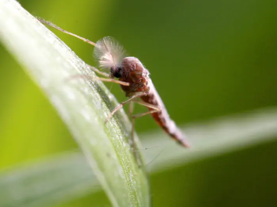 日常生活中常見的其他蚊子種類，你認識幾個？