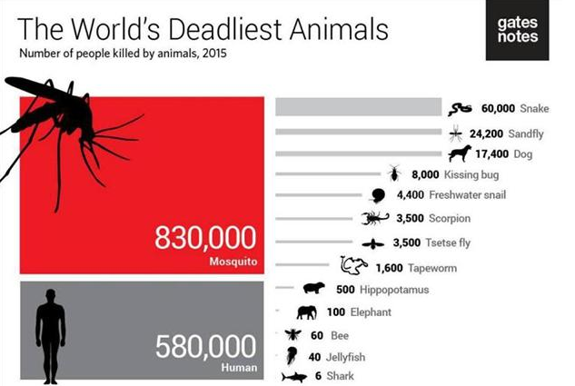为什么说蚊子是最可怕的动物？因为杀人最多的生物就是它！