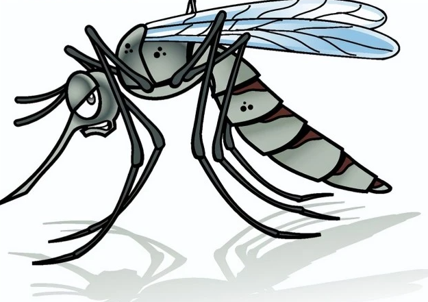 为什么说蚊子是最可怕的动物？因为杀人最多的生物就是它！