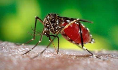蚊子的致命性超乎你的想象，看完这个你还敢不做好驱蚊吗？