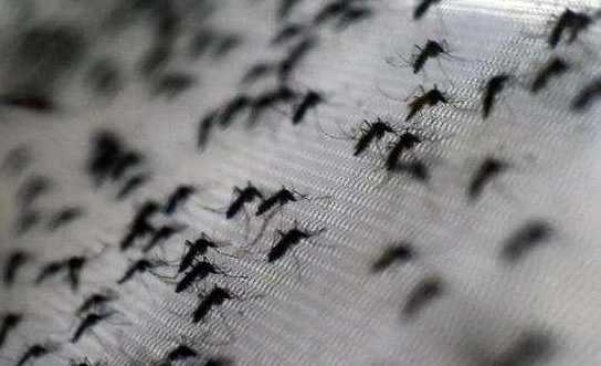 蚊子的致命性超乎你的想象，看完這個你還敢不做好驅蚊嗎？