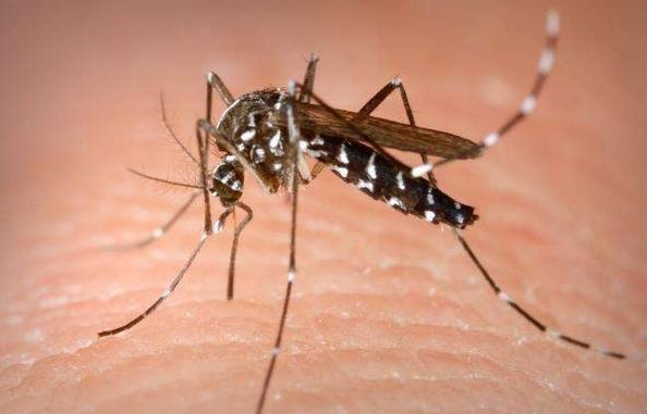 蚊子的致命性超乎你的想象，看完这个你还敢不做好驱蚊吗？