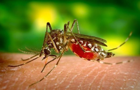 蚊子这物种对于自然界有什么作用？