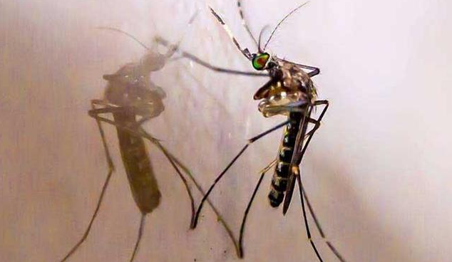 你知道我們日常生活中蚊子的壽命有多長嗎？