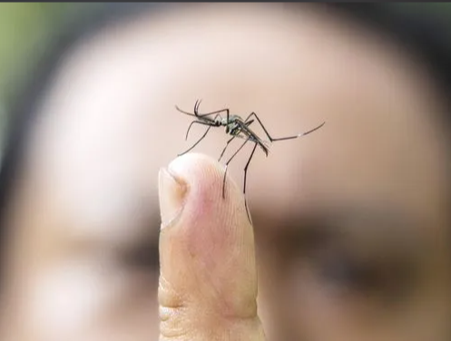 你知道蚊子是如何选择“猎物”的吗？