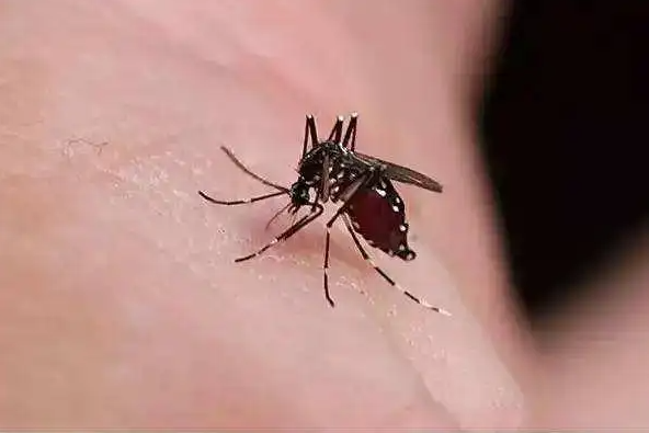 你知道蚊子是如何選擇“獵物”的嗎？