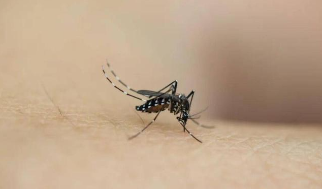 蚊子这个生物在地球上有什么用？