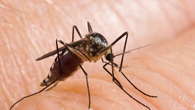 蚊子这个生物在地球上有什么用？