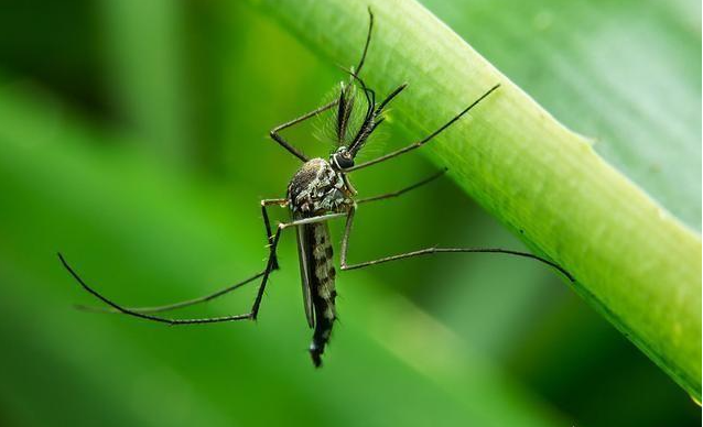 蚊子這物種對于自然界有什么作用？