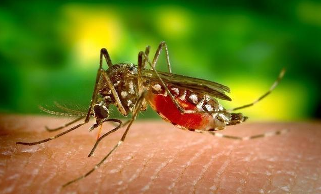 蚊子这物种对于自然界有什么作用？