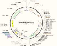 PCDH-CMV-MCS-EF1A-puro