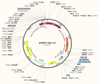 pGADT7-Rec-53