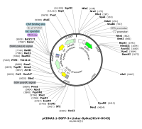 pCDNA3.1-EGFP-3×Linker-Spike-HCoV-OC43DP00135图谱