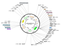pLVX-AcGFP1-N1DP00173、图谱