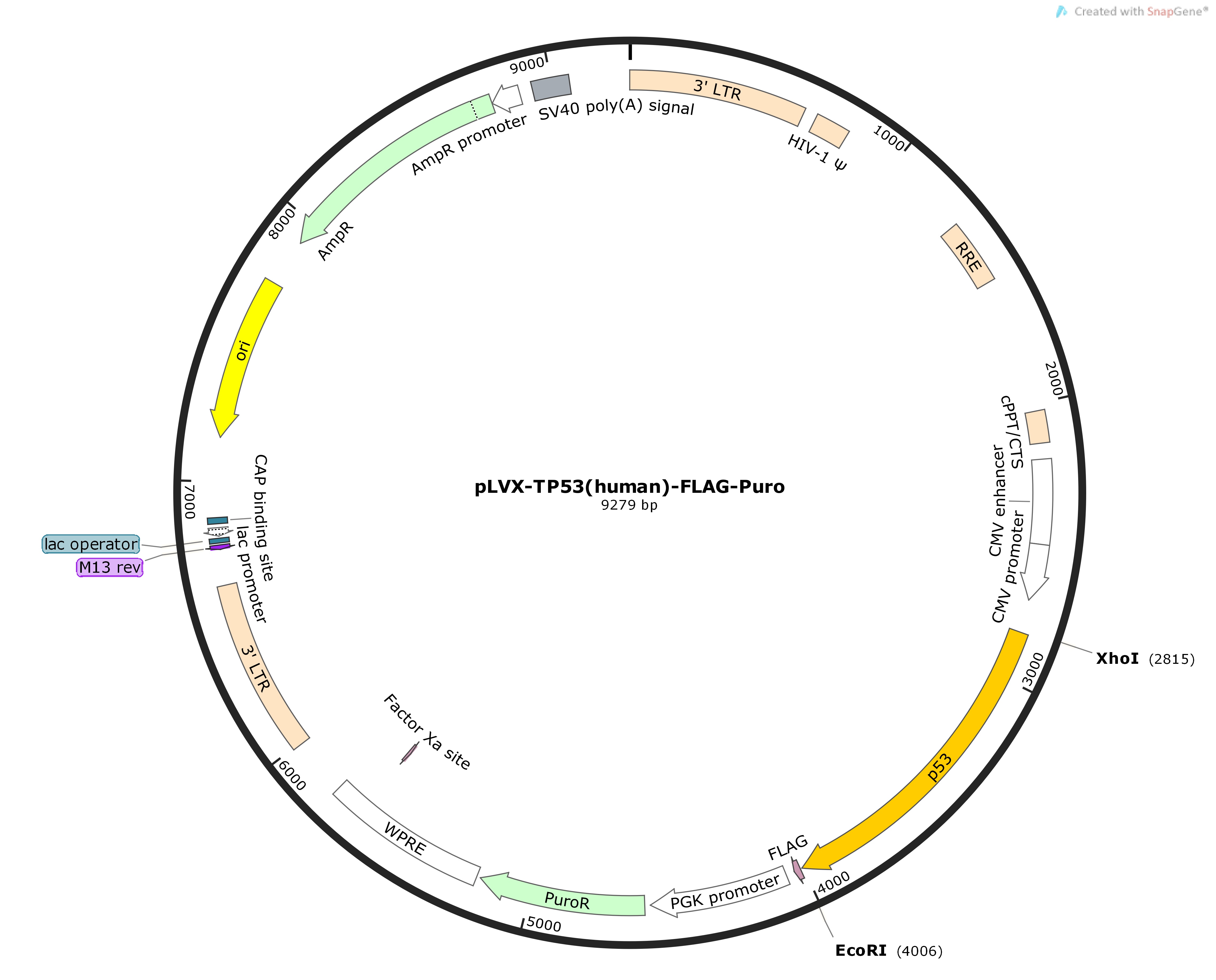 pLVX-TP53-human-FLAG-PuroMap
