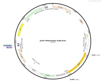 pLVX-TP53-human-FLAG-PuroMap