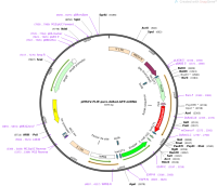 pMSCV-FLIP-Puro-dsRed-GFP-miRNA