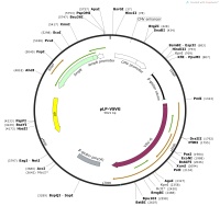 pLP-VSVGMap