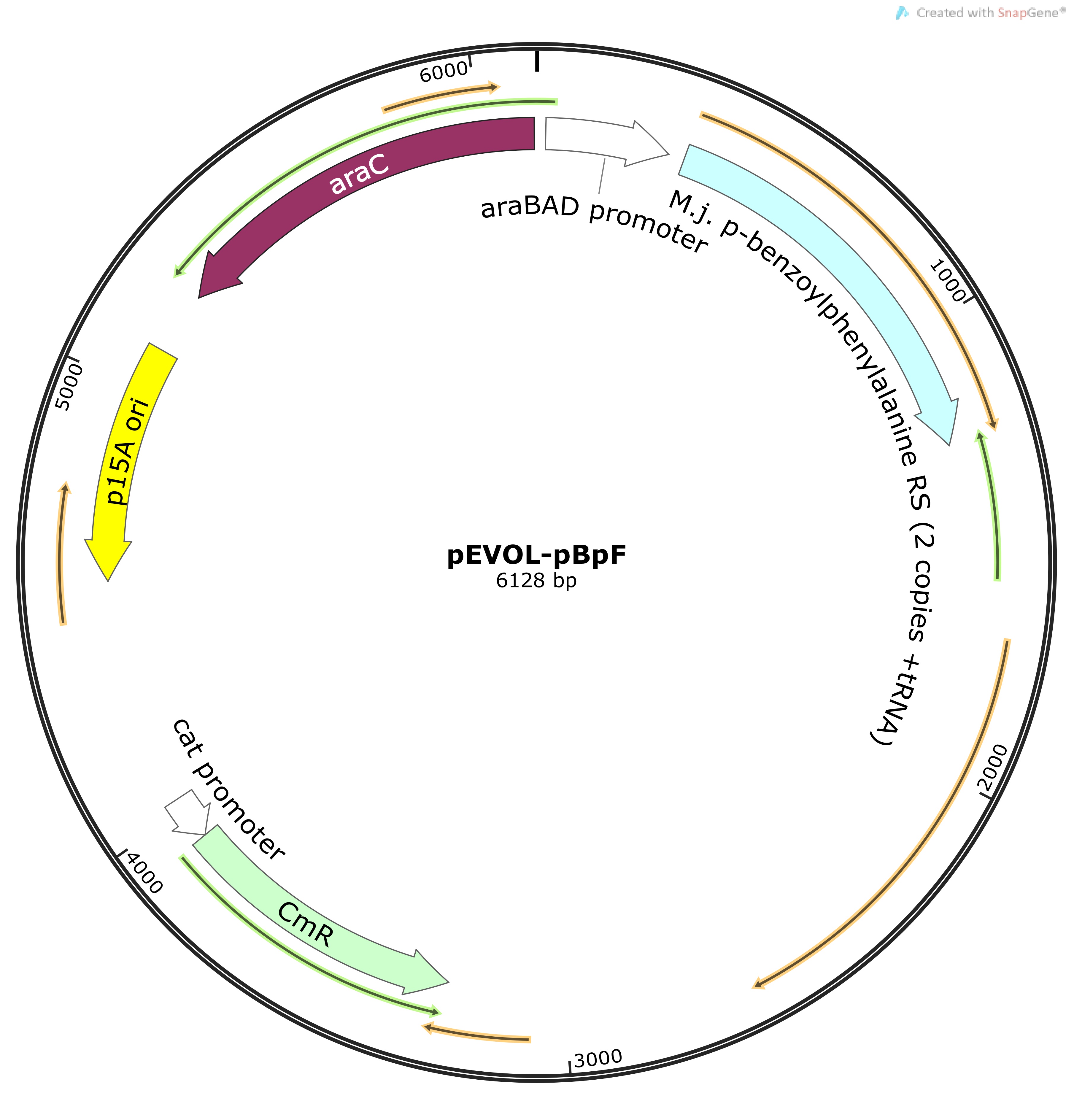 pEVOL-pBpFMap