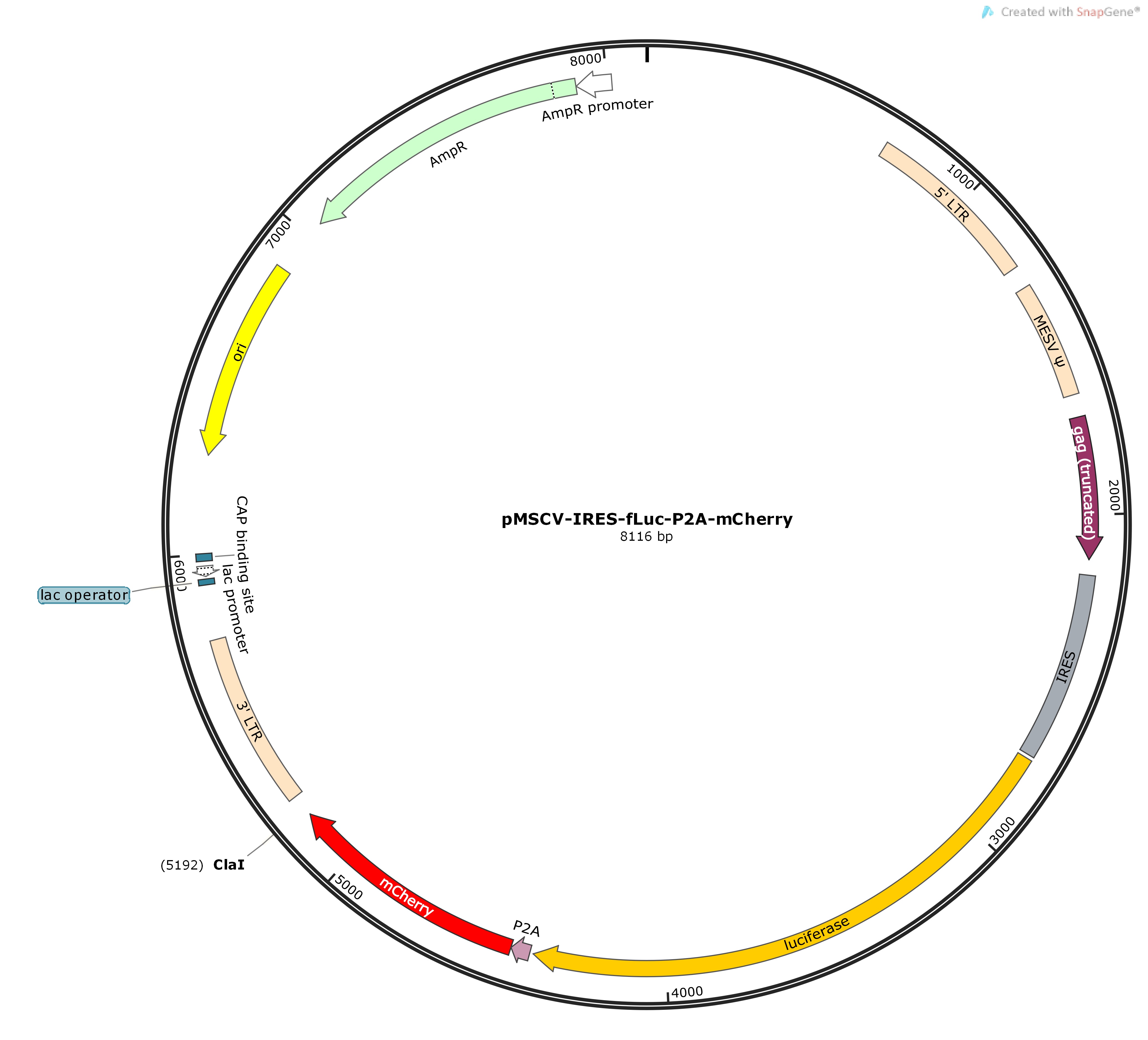 pMSCV-IRES-fLuc-P2A-mCherryMap