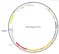 pMSCV-IRES-fLuc-P2A-mCherryMap