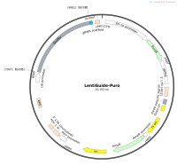 LentiGuide-PuroMap
