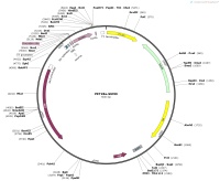 PET28a-SUMOMap