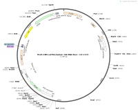 PLVX-CMV-LATS1-humanHA-PGK-Puro-1同义突变Map