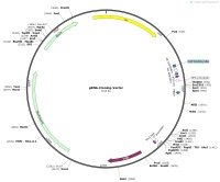 gRNA-Cloning-VectorMap