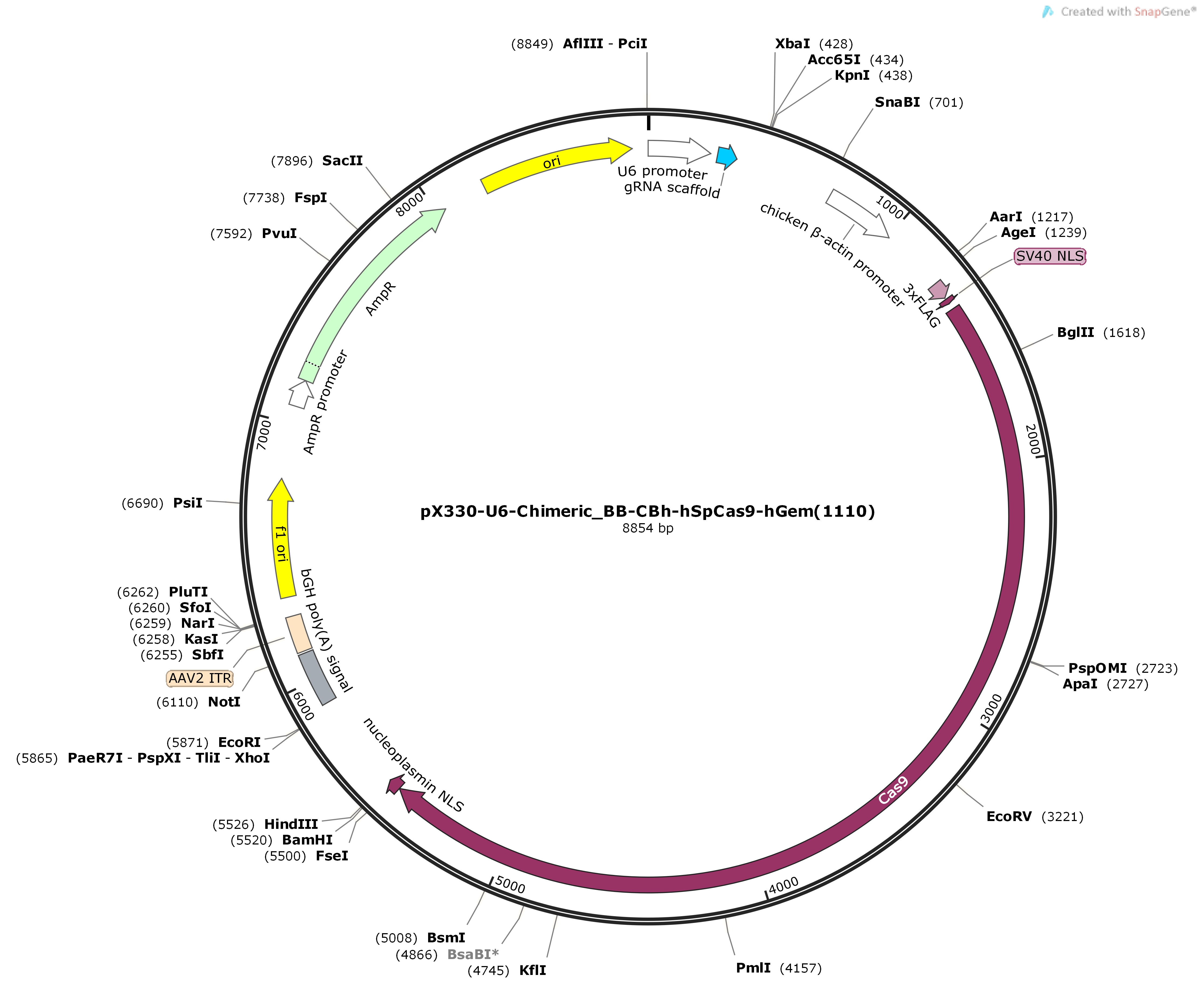 pX330-U6-Chimeric_BB-CBh-hSpCas9-hGem-1110Map