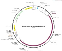 pX330-U6-Chimeric_BB-CBh-hSpCas9-hGem-1110Map